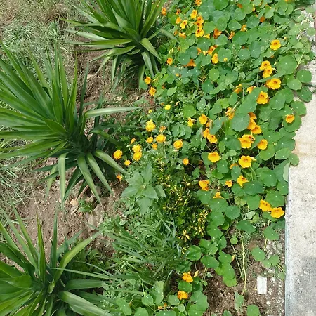 Lägenhet Casa Virginia