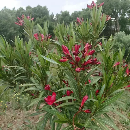 דירה Casa Virginia *