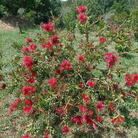 Casa Virginia * Ouzenda