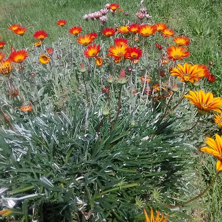 Lägenhet Casa Virginia Ouzenda