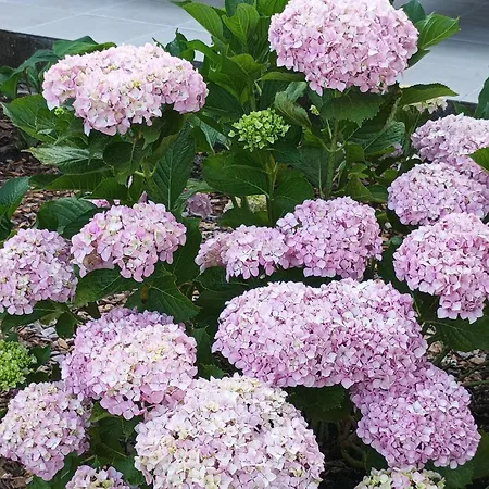 Casa Virginia Ouzenda