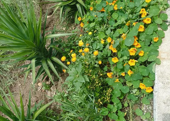 Апартаменты Casa Virginia