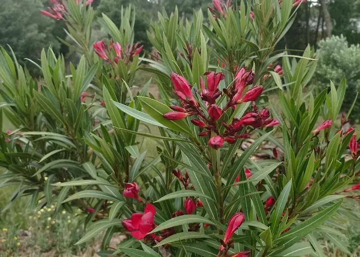 Апартаменты Casa Virginia *