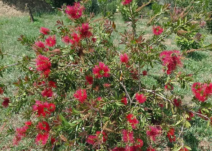 Casa Virginia * Ouzenda