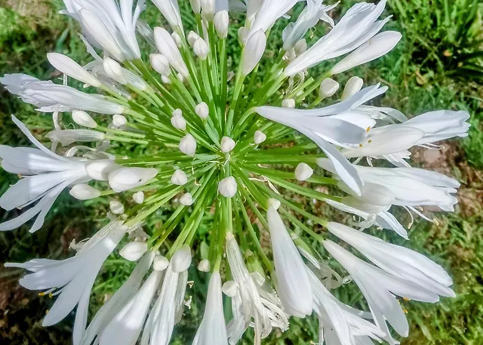 Casa Virginia * Ouzenda