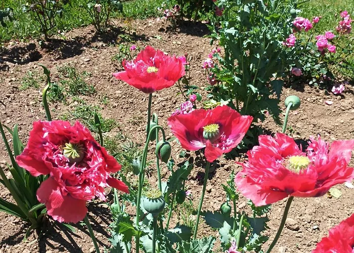 Апартаменты Casa Virginia