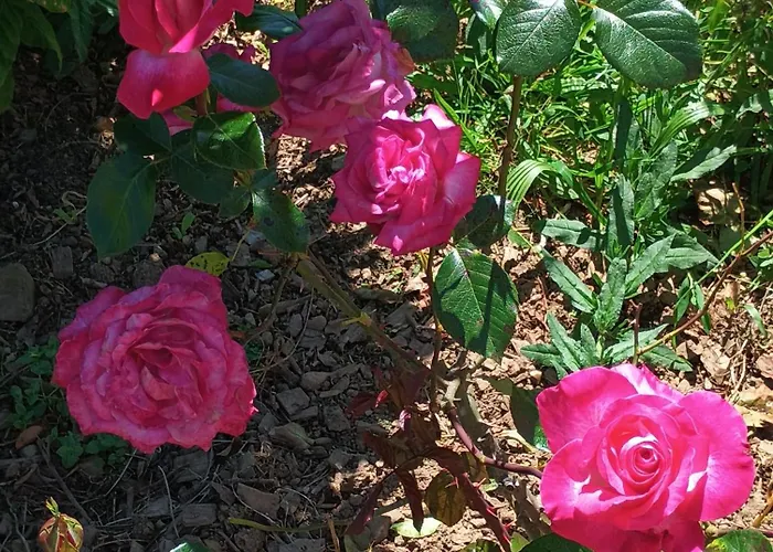 Casa Virginia Апартаменты