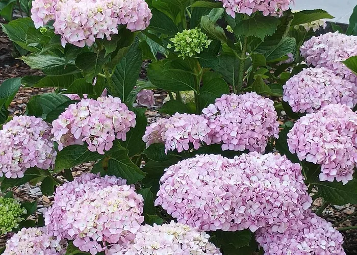 Casa Virginia Ouzenda